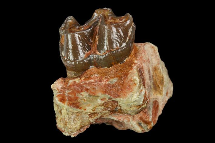 Oligocene Horse (Mesohippus) Jaw Section - South Dakota #128156